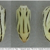 coen arcania pupa2 volg2